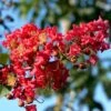 Lagerstroemia Indica Summer Charm Tuscarora - Lilas Des Indes -Naturelle Boutique lagerstroemia indica summer charm tuscarora 85955 1