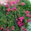 Lagerstroemia Mimie Fuchsia - Lilas De Indes Couvre-sol 2 Lagerstroemia Mimie Fuchsia - Lilas De Indes Couvre-sol -Naturelle Boutique lagerstroemia mimie fuchsia 85803 1