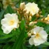Laurier Rose Luteum Plenum - Nerium Oleander -Naturelle Boutique laurier rose luteum plenum nerium oleander copyright 870561 1