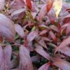 Leucothoe Walteri Royal Ruby -Naturelle Boutique leucothoe walteri royal ruby 1002651 1