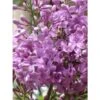 Lilas - Syringa Chinensis Saugeana 2 Lilas - Syringa Chinensis Saugeana -Naturelle Boutique lilas saugeana 3922
