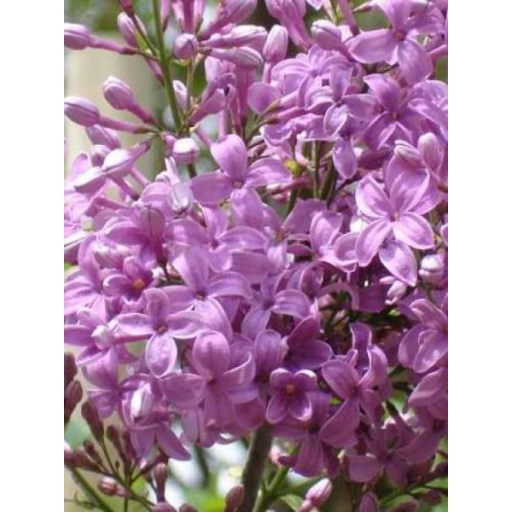 Lilas - Syringa Chinensis Saugeana 3 Lilas - Syringa Chinensis Saugeana