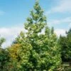 Liquidambar Styraciflua Thea - Copalme D'Amérique -Naturelle Boutique liquidambar styraciflua thea 84140 1