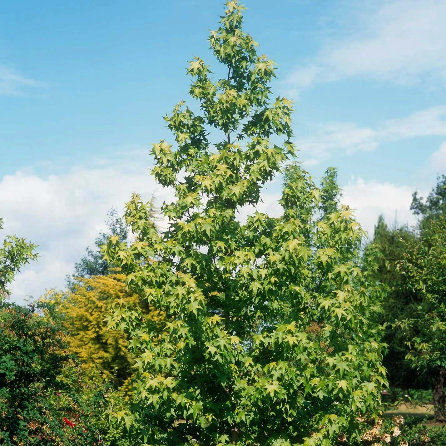 Liquidambar Styraciflua Thea - Copalme D'Amérique 3 Liquidambar Styraciflua Thea - Copalme D'Amérique