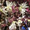 Loropetalum Chinense Ruby Snow -Naturelle Boutique loropetalum chinense ruby snow 86120 1