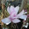 Magnolia Loebneri Leonard Messel -Naturelle Boutique magnolia messel 7903 1