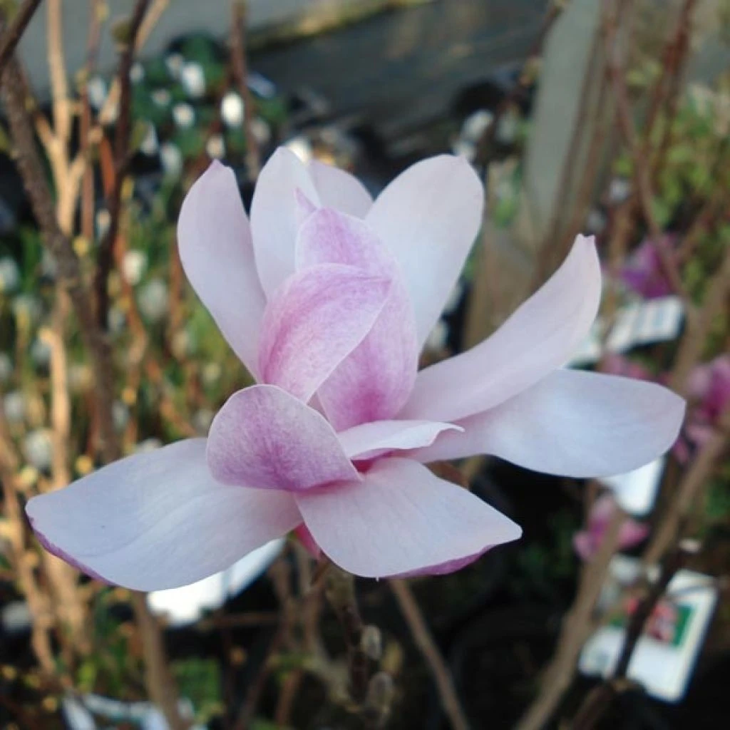 Magnolia Loebneri Leonard Messel 3 Magnolia Loebneri Leonard Messel