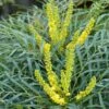 Mahonia Soft Caress - Mahonia Hybride -Naturelle Boutique mahonia soft caress 0525 1