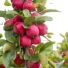 Malus Appletini (Gulliver) - Pommier D'ornement -Naturelle Boutique malus appletini gulliver 15594 1