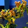 Pommier D'ornement - Malus Golden Hornet -Naturelle Boutique malus golden hornet 80068 3
