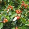 Pommier D'ornement - Malus John Downie -Naturelle Boutique malus john downie 1001522 1
