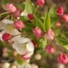 Pommier D'ornement - Malus Perpetu Evereste -Naturelle Boutique malus perpetu evereste 7873 1