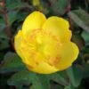 Hypericum Dummeri Peter Dummer - Millepertuis -Naturelle Boutique millepertuis hypericum dummeri peter dummer 7540 1