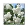 Seringat Blanc - Philadelphus Albâtre -Naturelle Boutique philadelphus albatre 84187 1