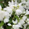 Philadelphus Little White Love - Seringat Nain. 1 Philadelphus Little White Love - Seringat Nain. -Naturelle Boutique philadelphus little white love 84191 1