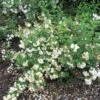 Seringat - Philadelphus Snowbelle -Naturelle Boutique philadelphus snowbelle 1001572 1