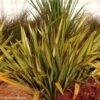 Lin De Nouvelle-Zélande - Phormium Apricot Queen 2 Lin De Nouvelle-Zélande - Phormium Apricot Queen -Naturelle Boutique phormium apricot queen 100756 1