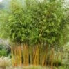 Bambou Jaune - Phyllostachys Aureosulcata Aureocaulis 1 Bambou Jaune - Phyllostachys Aureosulcata Aureocaulis -Naturelle Boutique phyllostachys aureosulcata aureocaulis 7816702 1
