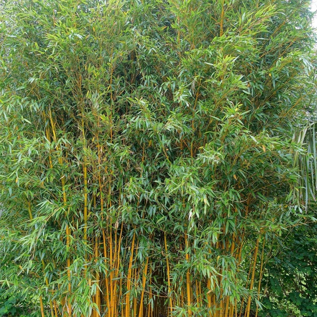 Phyllostachys Vivax Aureocaulis - Bambou Géant 3 Phyllostachys Vivax Aureocaulis - Bambou Géant