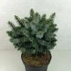 Épicéa De Sitka - Picea Sitchensis Silberzwerg 2 Épicéa De Sitka - Picea Sitchensis Silberzwerg -Naturelle Boutique picea sitchensis silberzwerg 100779 1