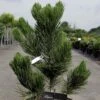 Pin - Pinus Heldreichii Satellit -Naturelle Boutique pinus heldreichii satellit 100785 1