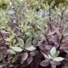 Pittosporum Tenuifolium Bannow Bay -Naturelle Boutique pittosporum bannow bay IF 15354 1