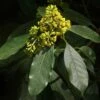 Pittosporum Daphniphylloides -Naturelle Boutique pittosporum daphniphylloides 86436 1