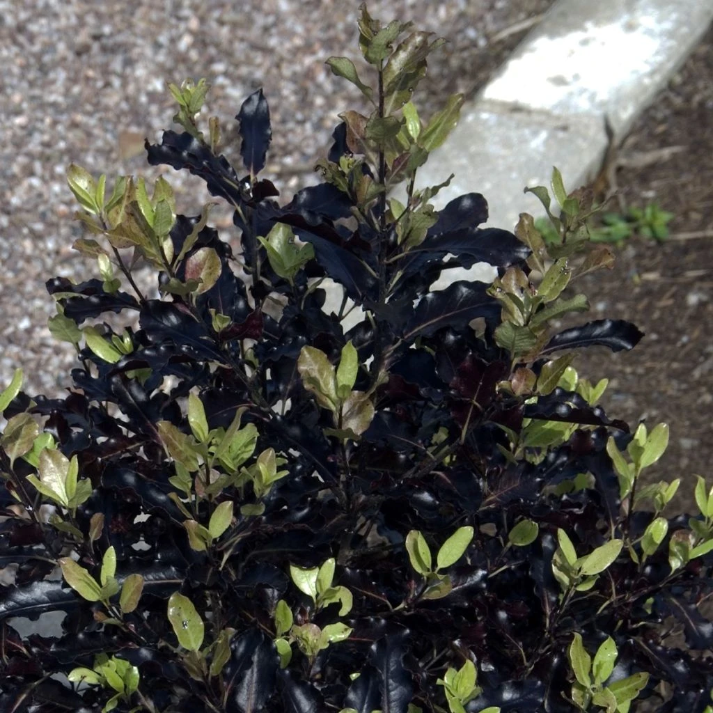 Pittosporum Tenuifolium Dark Diva - Pittospore à Petites Feuilles 3 Pittosporum Tenuifolium Dark Diva - Pittospore à Petites Feuilles