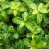 Pittosporum Tenuifolium Golden Ball -Naturelle Boutique pittosporum tenuifolium golden ball 85615 1 1