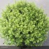Pittosporum Tenuifolium Midget -Naturelle Boutique pittosporum tenuifolium midget 15119 1