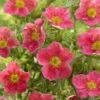 Potentilla Fruticosa Danny Boy - Potentille Arbustive à Fleurs Simples Rose Framboise 2 Potentilla Fruticosa Danny Boy - Potentille Arbustive à Fleurs Simples Rose Framboise -Naturelle Boutique potentilla danny boy copyright plantipp 2