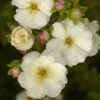 Potentille Arbustive - Potentilla Fruticosa Double Punch Cream 1 Potentille Arbustive - Potentilla Fruticosa Double Punch Cream -Naturelle Boutique potentilla fruticosa double punch cream 100806 1
