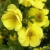 Potentille Arbustive - Potentilla Fruticosa Double Punch Gold -Naturelle Boutique potentilla fruticosa double punch gold 100807 1