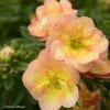 Potentille Arbustive - Potentilla Fruticosa Double Punch Peach 2 Potentille Arbustive - Potentilla Fruticosa Double Punch Peach -Naturelle Boutique potentilla fruticosa double punch peach 100809 1