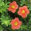 Potentille Arbustive - Potentilla Fruticosa Red'issima -Naturelle Boutique potentilla fruticosa red issima 100815 1