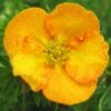 Potentilla Fruticosa Tangerine - Potentille Arbustive 1 Potentilla Fruticosa Tangerine - Potentille Arbustive -Naturelle Boutique potentilla fruticosa tangerine potentille arbustive v fl