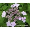 Hortensia Serrata Princesse Eugénie -Naturelle Boutique princesse eugenie