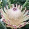 Protea Susara - Protée Hybride -Naturelle Boutique protea susara 83443 2