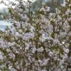 Cerisier à Fleurs Nain Du Japon - Prunus Incisa Kojo No Mai 2 Cerisier à Fleurs Nain Du Japon - Prunus Incisa Kojo No Mai -Naturelle Boutique prunus incisa kojo no mai 7930 1