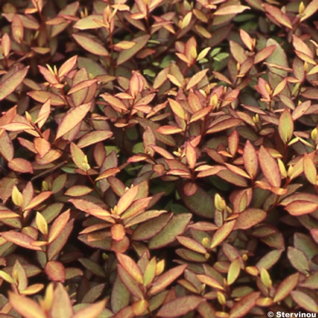 Pseudowintera Colorata - Drimys Colorata 3 Pseudowintera Colorata - Drimys Colorata