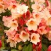 Rhododendron Jingle Bells - Rhododendron Nain -Naturelle Boutique rhodo jingle bells 80479 1