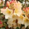 Rhododendron Horizon Monarch - Grand Rhododendron -Naturelle Boutique rhododendron horizon monarch 80478 1