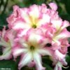 Rhododendron Melrose Flash - Grand Rhododendron -Naturelle Boutique rhododendron melrose flash 781743 1