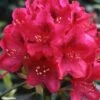 Rhododendron Nova Zembla - Grand Rhododendron -Naturelle Boutique rhododendron nova zembla 781747 1