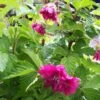Rubus Spectabilis Olympic Double (Flore Pleno) - Ronce D'ornement -Naturelle Boutique rubus spectabilis olympic double 85532 4