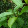 Salix Fargesii - Saule De Farges -Naturelle Boutique salix fargesii 86438 1