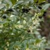 Sarcococca Hookeriana -Naturelle Boutique sarcococcas hookeriana type 7816000 1