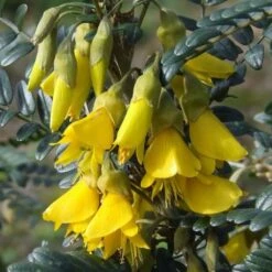 Sophora Microphylla Sun King