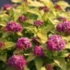 Spirée Japonaise Double Play Gold - Spiraea Japonica -Naturelle Boutique spiraea japonica double play gold 85233 1