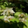 Styrax Japonica - Styrax Japonais 1 Styrax Japonica - Styrax Japonais -Naturelle Boutique styrax japonica 74160 6